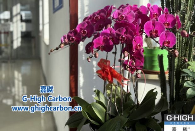 蝴蝶蘭綻活力，政企情暖新春